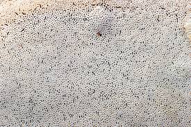 Attēlu rezultāti vaicājumam “Sidera lenis”