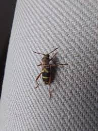 Attēlu rezultāti vaicājumam “Clytus arietis”