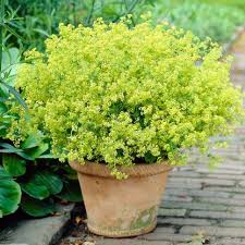 Image result for Alchemilla mollis