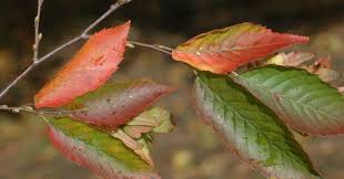Attēlu rezultāti vaicājumam “Carpinus caroliniana female flower”