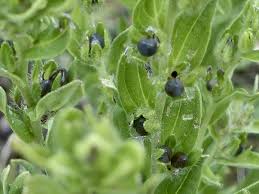 Attēlu rezultāti vaicājumam “Lithospermum officinale”