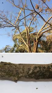 Attēlu rezultāti vaicājumam “Diderma crustaceum young”