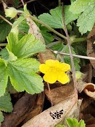 Attēlu rezultāti vaicājumam “Waldsteinia geoides flower”