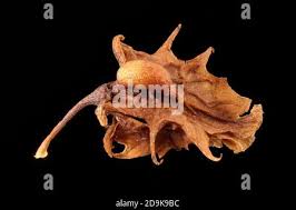 Attēlu rezultāti vaicājumam “Rumex obtusifolius fruit”