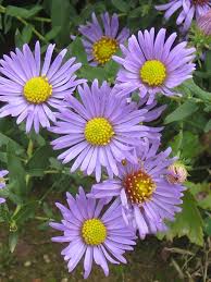 Image result for Aster