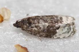 Attēlu rezultāti vaicājumam “Apotomis betuletana”