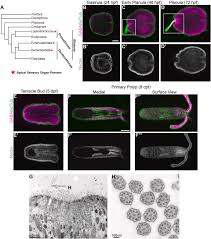 Attēlu rezultāti vaicājumam “Harpanthus flotovianus cells”