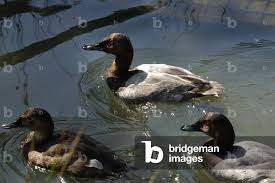 Image result for Aythya valisineria