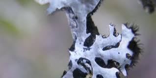 Attēlu rezultāti vaicājumam “Laurilia sulcata”