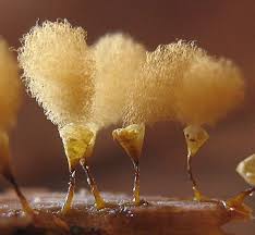 Attēlu rezultāti vaicājumam “Hemitrichia calyculata stalked”