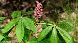 Attēlu rezultāti vaicājumam “Aesculus x hybrida flower”