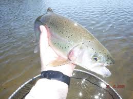 Image result for Aberdeen & District Angling Association