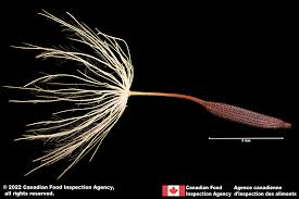 Attēlu rezultāti vaicājumam “Hypochaeris radicata fruit”