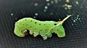 Attēlu rezultāti vaicājumam “Thecabius affinis imago”