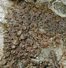 Attēlu rezultāti vaicājumam “Melanohalea exasperata”