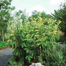 Attēlu rezultāti vaicājumam “Hamamelis vernalis”