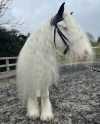 Image result for Elstead Riding Club