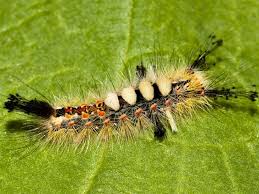 Attēlu rezultāti vaicājumam “Orgyia antiqua”