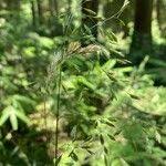 Attēlu rezultāti vaicājumam “Festuca altissima leaf”