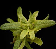 Attēlu rezultāti vaicājumam “Carpinus betulus fruit”