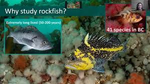 Image result for Coregonus huntsmani