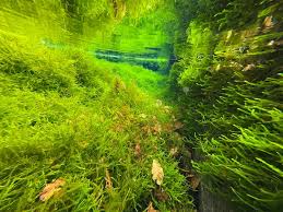 Attēlu rezultāti vaicājumam “Fontinalis antipyretica subsp. gracilis”