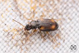 Attēlu rezultāti vaicājumam “Bembidion sp.”