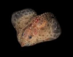 Image result for Amblyraja hyperborea