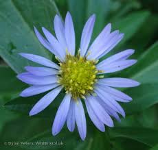 Attēlu rezultāti vaicājumam “Symphyotrichum x salignum”