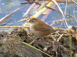 Image result for Cettia cetti