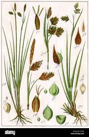 Attēlu rezultāti vaicājumam “Carex limosa fruit”