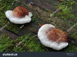 Attēlu rezultāti vaicājumam “Postia fragilis”