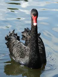 Attēlu rezultāti vaicājumam “Cygnus atratus”