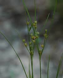 Attēlu rezultāti vaicājumam “Juncus stygius”