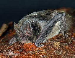 Attēlu rezultāti vaicājumam “Barbastella barbastellus”