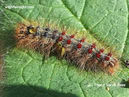 Attēlu rezultāti vaicājumam “Lymantria dispar larva”