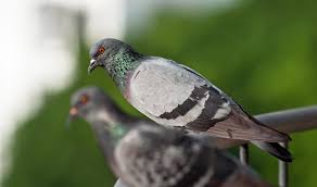 Attēlu rezultāti vaicājumam “Columba livia f. domestica”