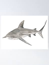 Image result for Carcharhinus leucas