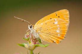 Attēlu rezultāti vaicājumam “Lycaena virgaureae female”