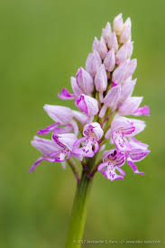 Attēlu rezultāti vaicājumam “Orchis militaris”