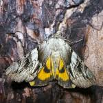 Attēlu rezultāti vaicājumam “Catocala fulminea”