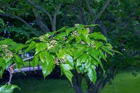 Attēlu rezultāti vaicājumam “Acer tataricum subsp. ginnala leaf”