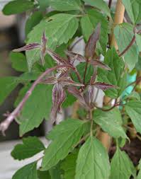 Attēlu rezultāti vaicājumam “Clematis leaf”