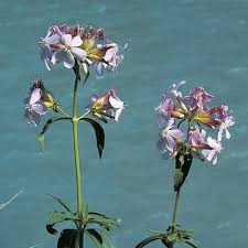 Attēlu rezultāti vaicājumam “Saponaria officinalis”