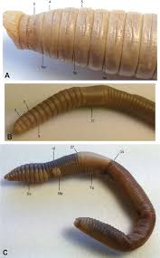 Attēlu rezultāti vaicājumam “Lumbricidae”