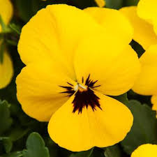 Image result for Viola x wittrockiana `Hiemalis`