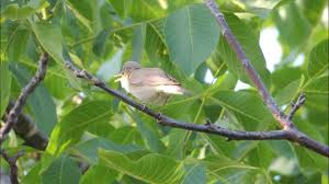 Image result for Hippolais pallida