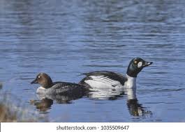 Attēlu rezultāti vaicājumam “Bucephala clangula juvenile”