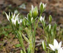 Attēlu rezultāti vaicājumam “Ornithogalum umbellatum”