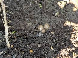 Attēlu rezultāti vaicājumam “Comatricha nigra young”